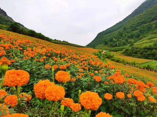 云南建水 万寿菊为乡村振兴献 花 添彩