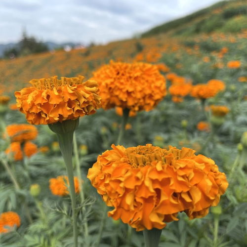 西疇 萬壽菊開,生 金 有道